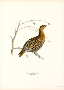 Cietrzew (kolor lito) autorstwa Magnus Ferdinand and Wilhelm von Wright