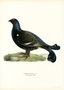 Cietrzew (kolor lito) autorstwa Magnus Ferdinand and Wilhelm von Wright