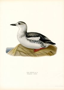 Czarny Guillemot (kolor lito) autorstwa Magnus Ferdinand and Wilhelm von Wright