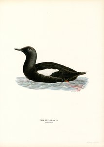 Czarny Guillemot (kolor lito) autorstwa Magnus Ferdinand and Wilhelm von Wright