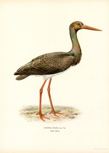 Bocian czarny (kolor lito) autorstwa Magnus Ferdinand and Wilhelm von Wright