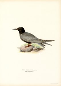 Rybitwa czarna (kolor lito) autorstwa Magnus Ferdinand and Wilhelm von Wright