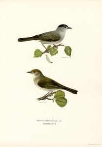 Kapturka (kolor lito) autorstwa Magnus Ferdinand and Wilhelm von Wright