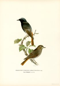 Blackstart (kolor lito) autorstwa Magnus Ferdinand and Wilhelm von Wright