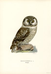 Sowa borealna (kolor lito) autorstwa Magnus Ferdinand and Wilhelm von Wright