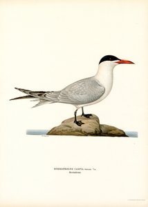 Rybitwa kaspijska (kolor lito) autorstwa Magnus Ferdinand and Wilhelm von Wright