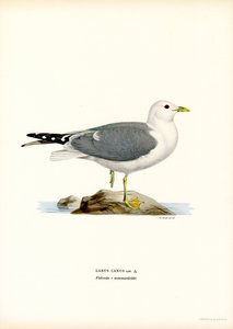 Mewa pospolita (kolor lito) autorstwa Magnus Ferdinand and Wilhelm von Wright