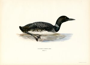 Loon pospolity (kolor lito) autorstwa Magnus Ferdinand and Wilhelm von Wright