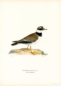 Sieweczka obrożna (kolor lito) autorstwa Magnus Ferdinand and Wilhelm von Wright