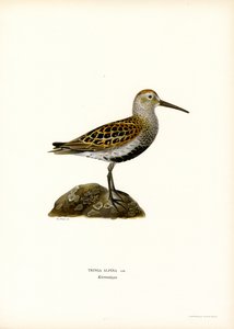 Dunlin (kolor lito) autorstwa Magnus Ferdinand and Wilhelm von Wright