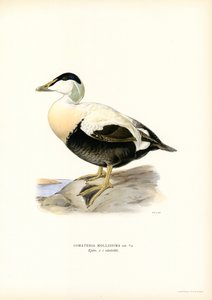 Eider Duck (kolor lito) autorstwa Magnus Ferdinand and Wilhelm von Wright