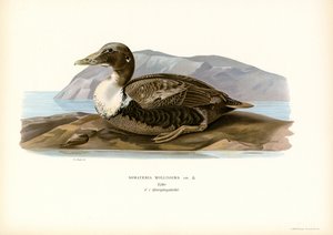 Eider Duck (kolor lito) autorstwa Magnus Ferdinand and Wilhelm von Wright