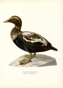 Eider Duck (kolor lito) autorstwa Magnus Ferdinand and Wilhelm von Wright