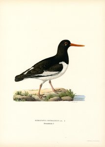 ostrygojad (kolor lito) autorstwa Magnus Ferdinand and Wilhelm von Wright