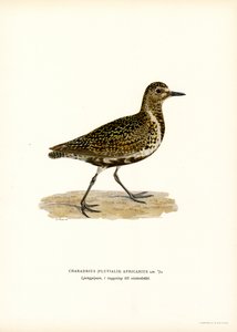 Sieweczka złota (kolor lito) autorstwa Magnus Ferdinand and Wilhelm von Wright