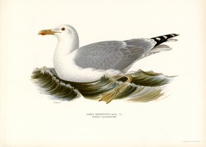 Mewa srebrzysta (kolor lito) autorstwa Magnus Ferdinand and Wilhelm von Wright