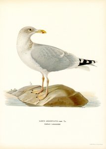 Mewa srebrzysta (kolor lito) autorstwa Magnus Ferdinand and Wilhelm von Wright