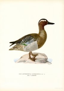 Garganey (kolor lito) autorstwa Magnus Ferdinand and Wilhelm von Wright