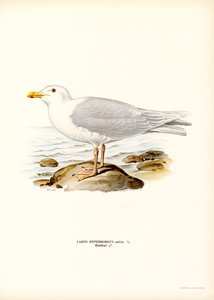 Glaucous Gull (kolor lito) autorstwa Magnus Ferdinand and Wilhelm von Wright