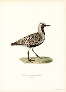 Sieweczka szara (kolor lito) autorstwa Magnus Ferdinand and Wilhelm von Wright