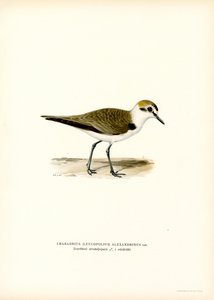 Sieweczka Kentish (kolor lito) autorstwa Magnus Ferdinand and Wilhelm von Wright