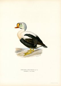 King Duck (kolor lito) autorstwa Magnus Ferdinand and Wilhelm von Wright