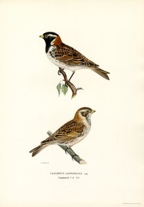 Trznadel Lapland (kolor lito) autorstwa Magnus Ferdinand and Wilhelm von Wright