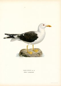 Mewa śmieszka (kolor lito) autorstwa Magnus Ferdinand and Wilhelm von Wright
