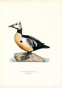 Mały Eider (kolor lito) autorstwa Magnus Ferdinand and Wilhelm von Wright
