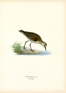 Little Stint (kolor lito) autorstwa Magnus Ferdinand and Wilhelm von Wright