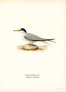 Rybitwa (kolor lito) autorstwa Magnus Ferdinand and Wilhelm von Wright