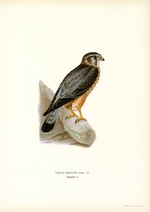 Merlin (kolor lito) autorstwa Magnus Ferdinand and Wilhelm von Wright