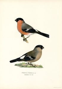 Gil zwyczajny (kolor lito) autorstwa Magnus Ferdinand and Wilhelm von Wright