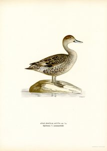 Northern Pintail (kolor lito) autorstwa Magnus Ferdinand and Wilhelm von Wright