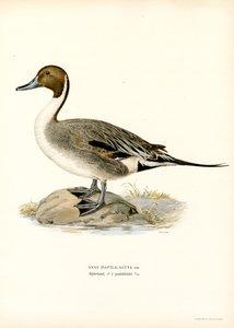 Północny Pintail (kolor lito)