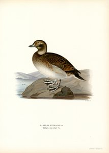 Kaczka Oldsquaw (kolor lito) autorstwa Magnus Ferdinand and Wilhelm von Wright