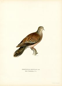 Turtle Dove (kolor lito) autorstwa Magnus Ferdinand and Wilhelm von Wright