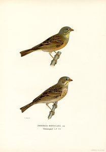 Trznadel Ortolan (kolor lito) autorstwa Magnus Ferdinand and Wilhelm von Wright