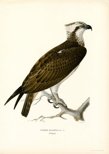Rybołów (kolor lito)