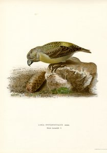 Krzyżodziób Parrot (kolor lito) autorstwa Magnus Ferdinand and Wilhelm von Wright
