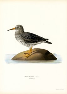 Sandpiper purpurowy (kolor lito) autorstwa Magnus Ferdinand and Wilhelm von Wright