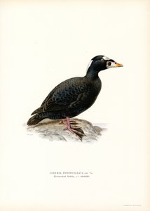 Hulajka czerwonodzioby (kolor lito) autorstwa Magnus Ferdinand and Wilhelm von Wright
