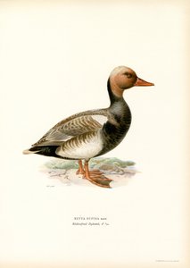 Kaczka czerwonoczuby (kolor lito) autorstwa Magnus Ferdinand and Wilhelm von Wright
