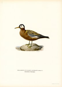 Czerwona Falarope (kolor lito) autorstwa Magnus Ferdinand and Wilhelm von Wright