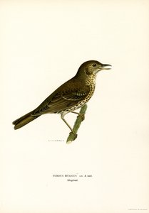 Redwing (kolor lito) autorstwa Magnus Ferdinand and Wilhelm von Wright