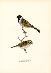 Reed Bunting (kolor lito) autorstwa Magnus Ferdinand and Wilhelm von Wright