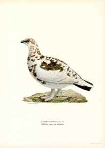 Ptarmigan skalny (kolor lito)
