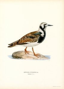 Rumiany Turnstone (kolor lito) autorstwa Magnus Ferdinand and Wilhelm von Wright