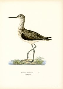 Sandpiper (kolor lito) autorstwa Magnus Ferdinand and Wilhelm von Wright