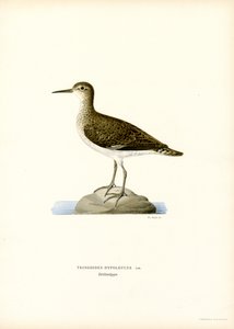 Sandpiper (kolor lito) autorstwa Magnus Ferdinand and Wilhelm von Wright